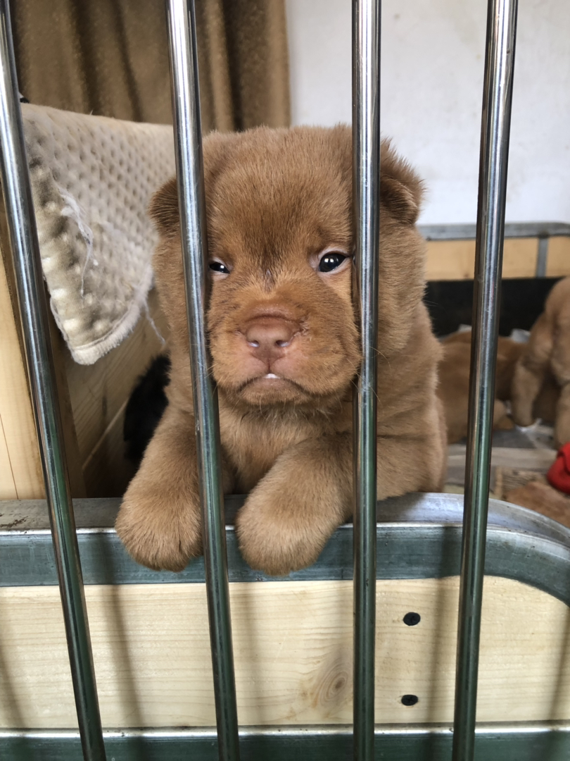 广东五红犬