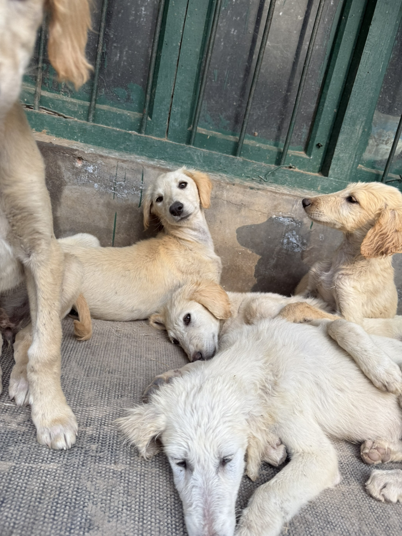 山东本地细犬优秀的中华田园犬疫苗齐全看家好护院认主包活包托运3个月