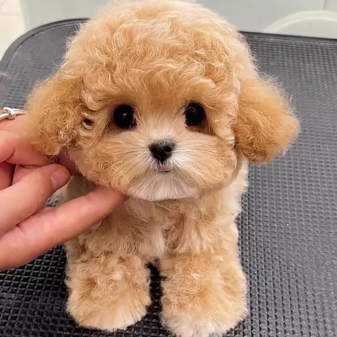 香槟色泰迪熊