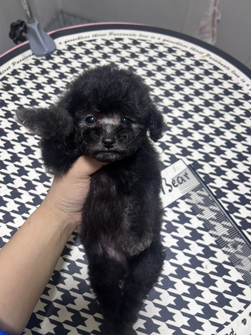 微小体灰泰迪母