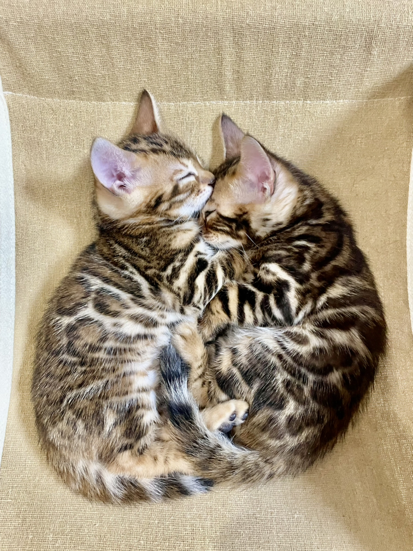 孟加拉豹猫