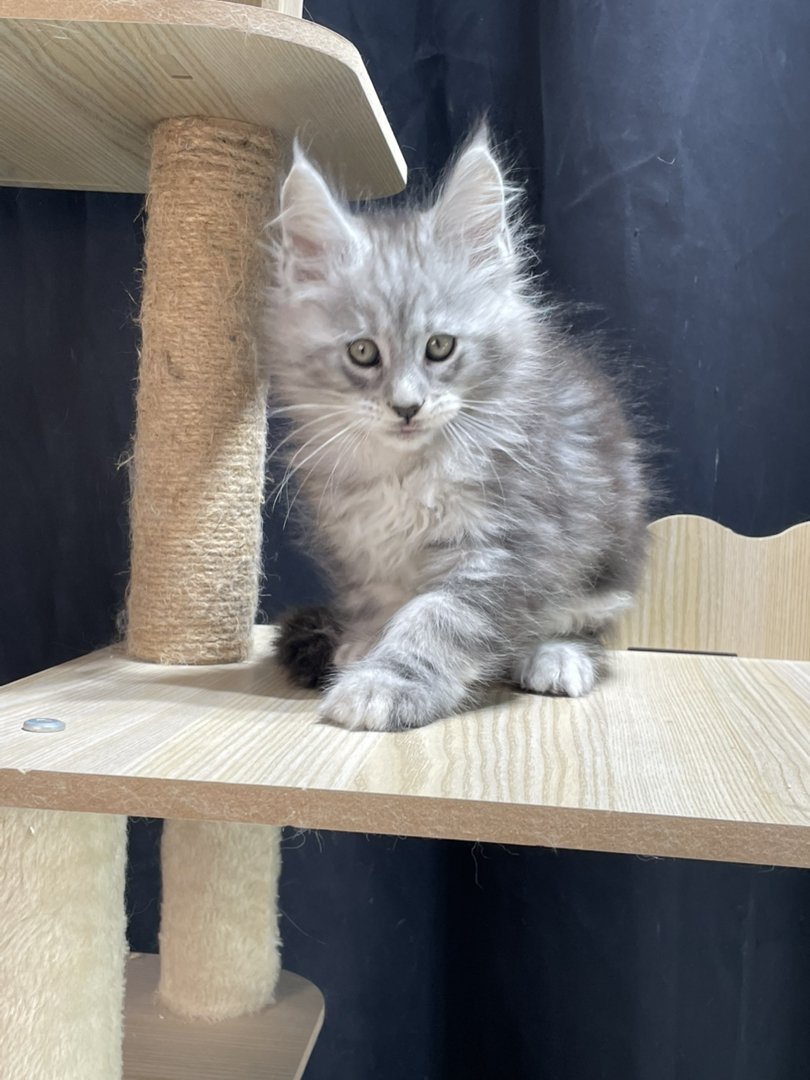 银虎弟弟,父亲11色,妈妈高银