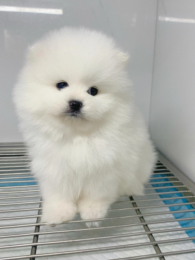 博美幼犬，毛绒可爱，灵动活泼，是贴心的小伴侣