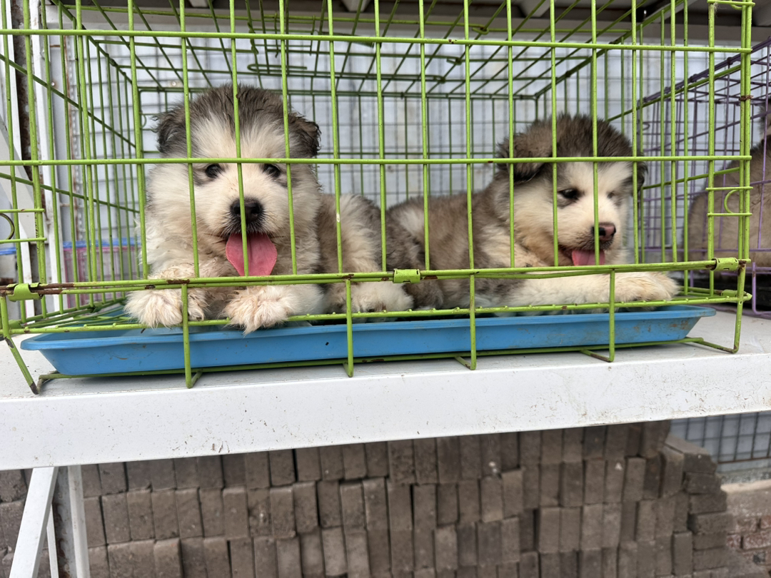 阿拉斯加幼犬，毛厚蓬松，吐舌卖萌超可爱