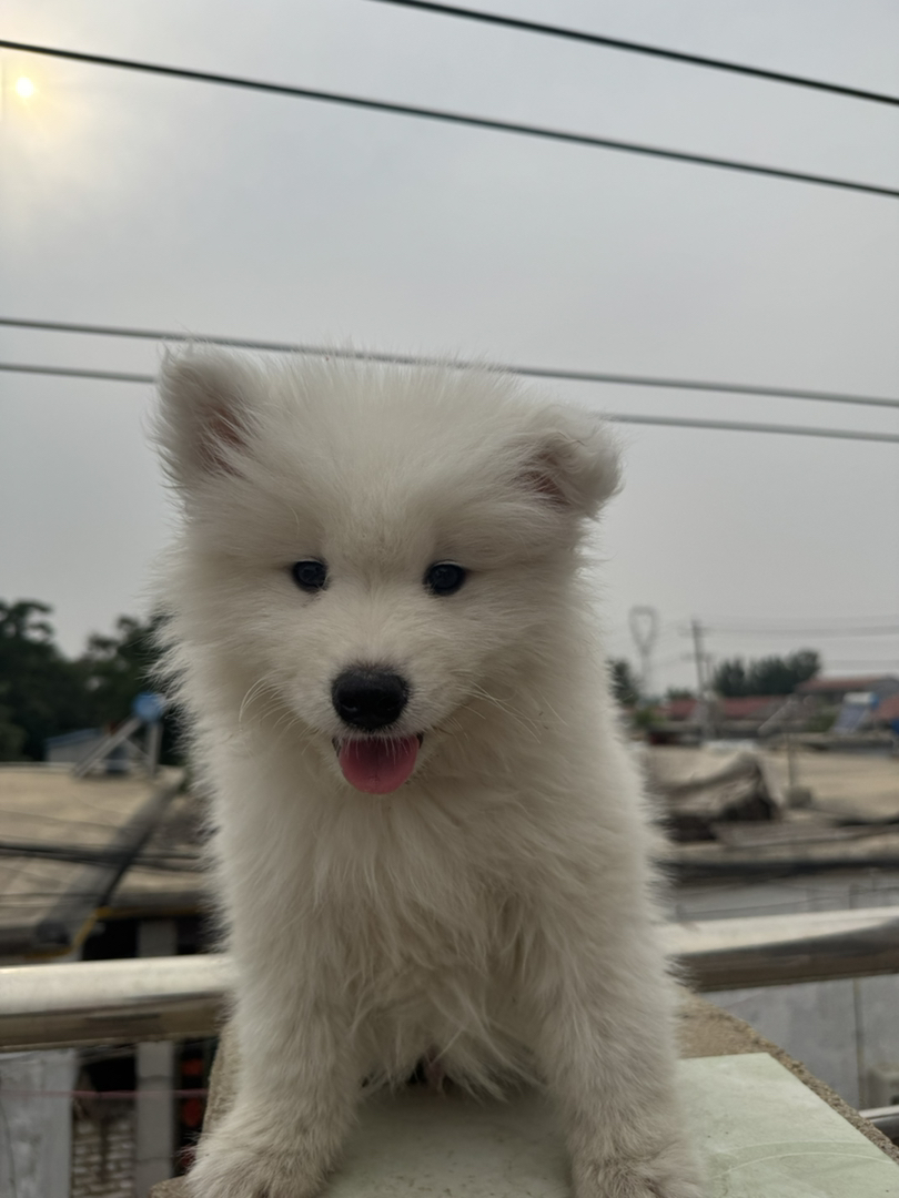萨摩耶幼犬，毛白似雪，笑容治愈，温顺可爱的陪伴犬