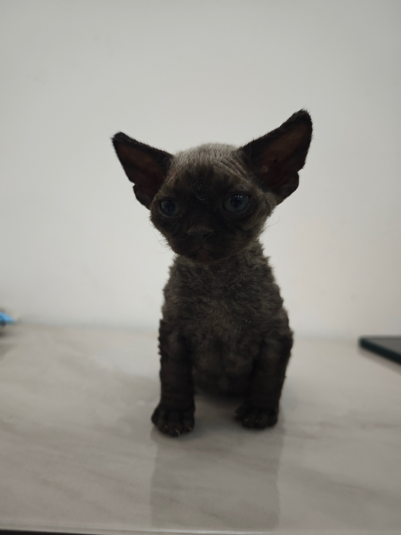 “萌系精灵德文卷毛猫找主人啦🥳不掉毛+超亲人,湛江霞山自提”