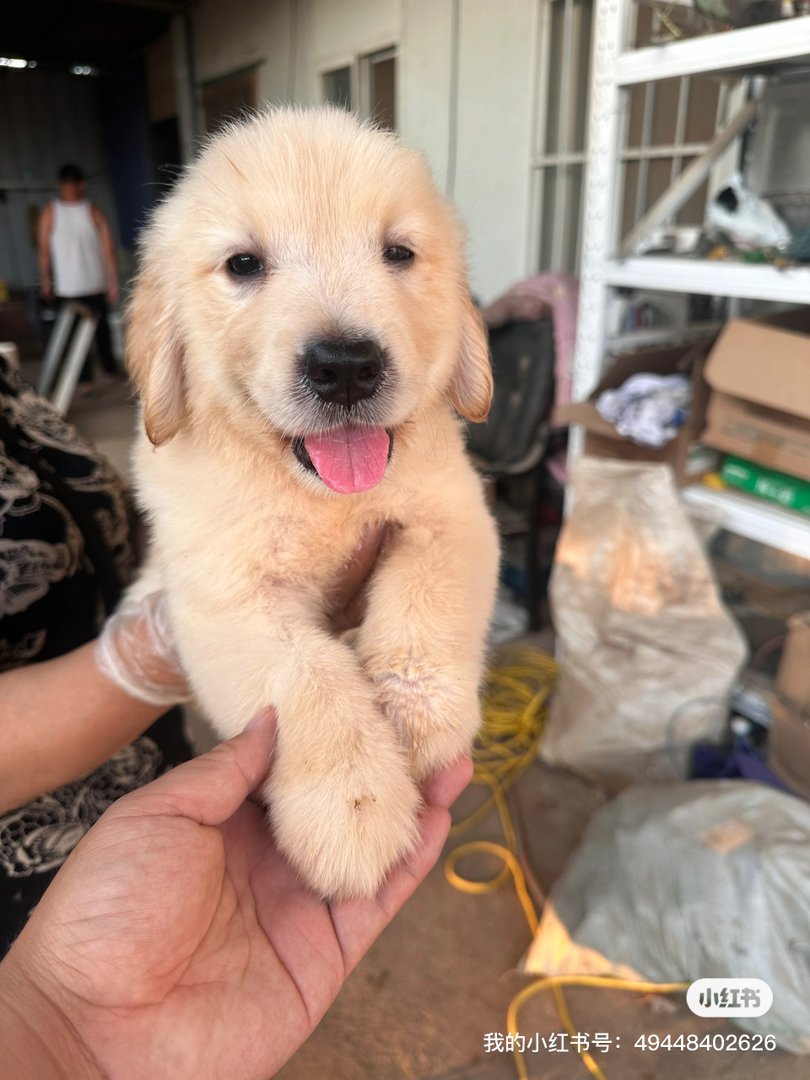 金毛幼犬，可爱活泼，性格温顺，适合家庭养殖
