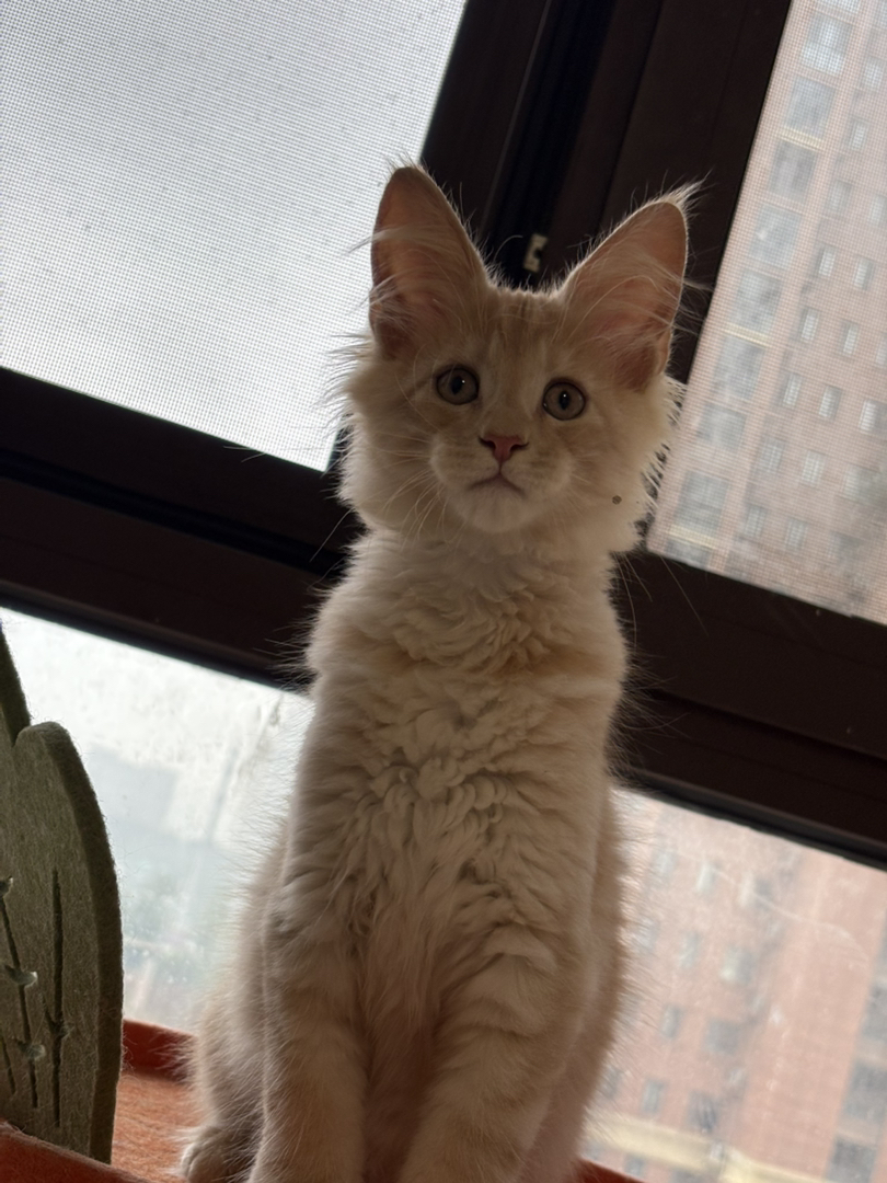 最后一只凯米儿弟弟找家长