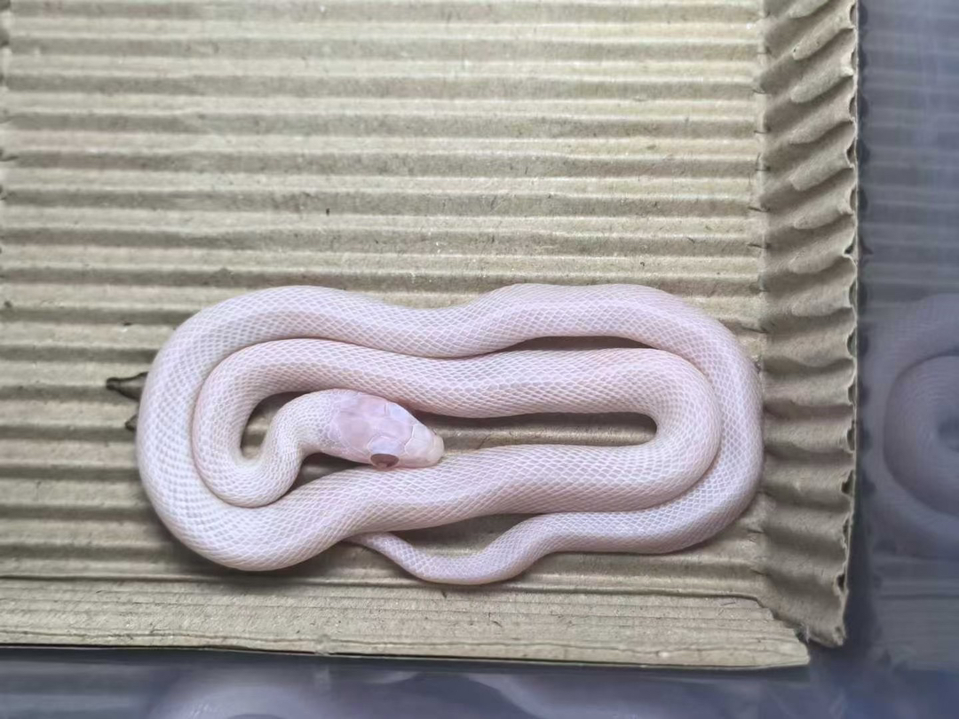 雪盲玉米蛇宝宝1只