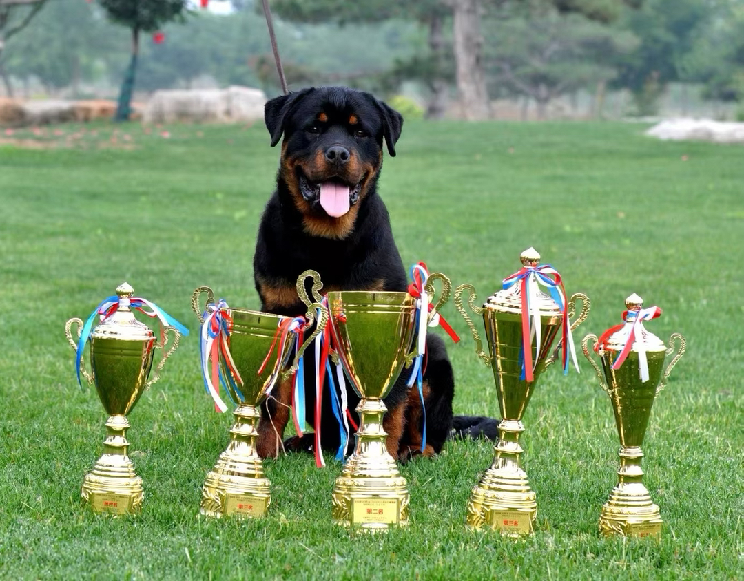 双血统罗威纳❤️带证书芯片