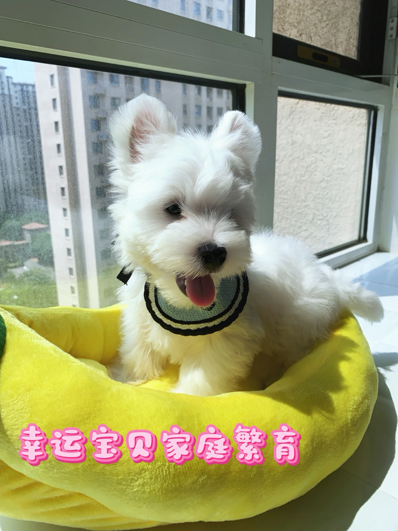 超可爱西高地