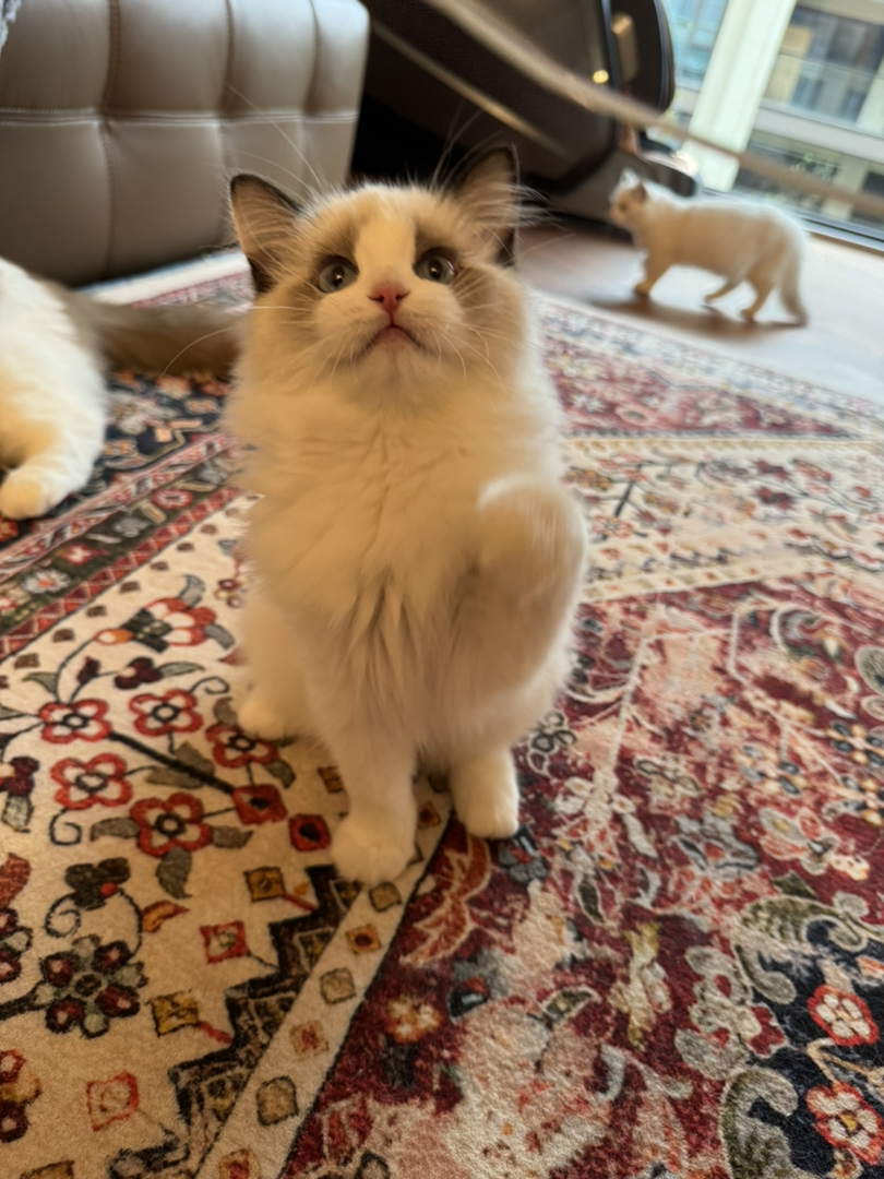 纯种赛级布偶猫，性格好，脾气好，省心好养活