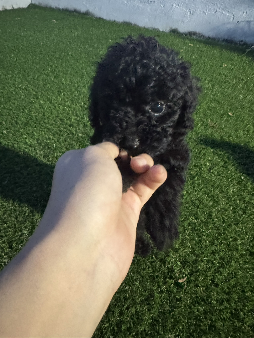 自己的小狗狗找新家
