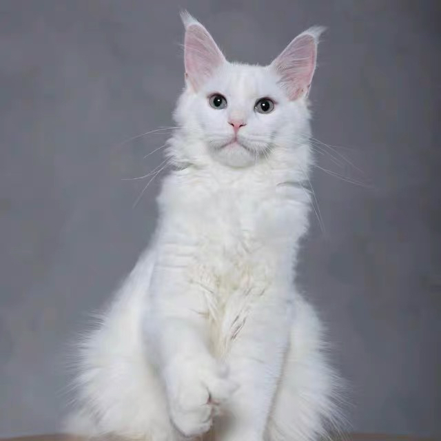 缅因猫,蓝眼白毛颜值高,体型大超霸气