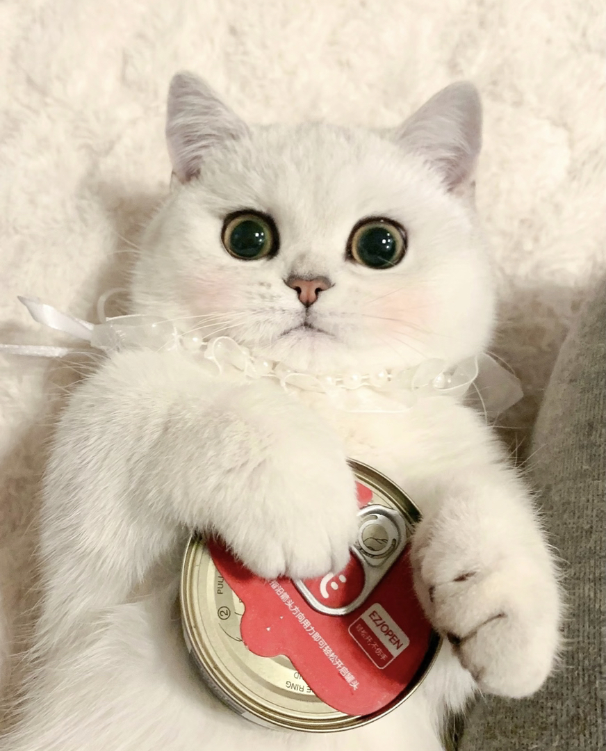 6个月银渐层大胖脸猫猫❤️疫苗齐全