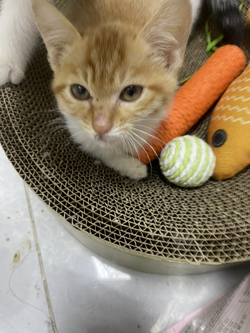 毛色特征如橘猫