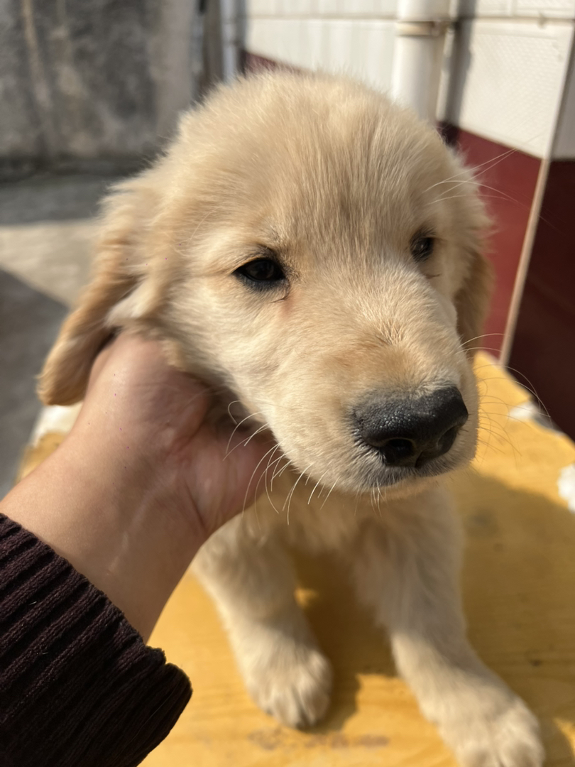 双血浅色系金毛