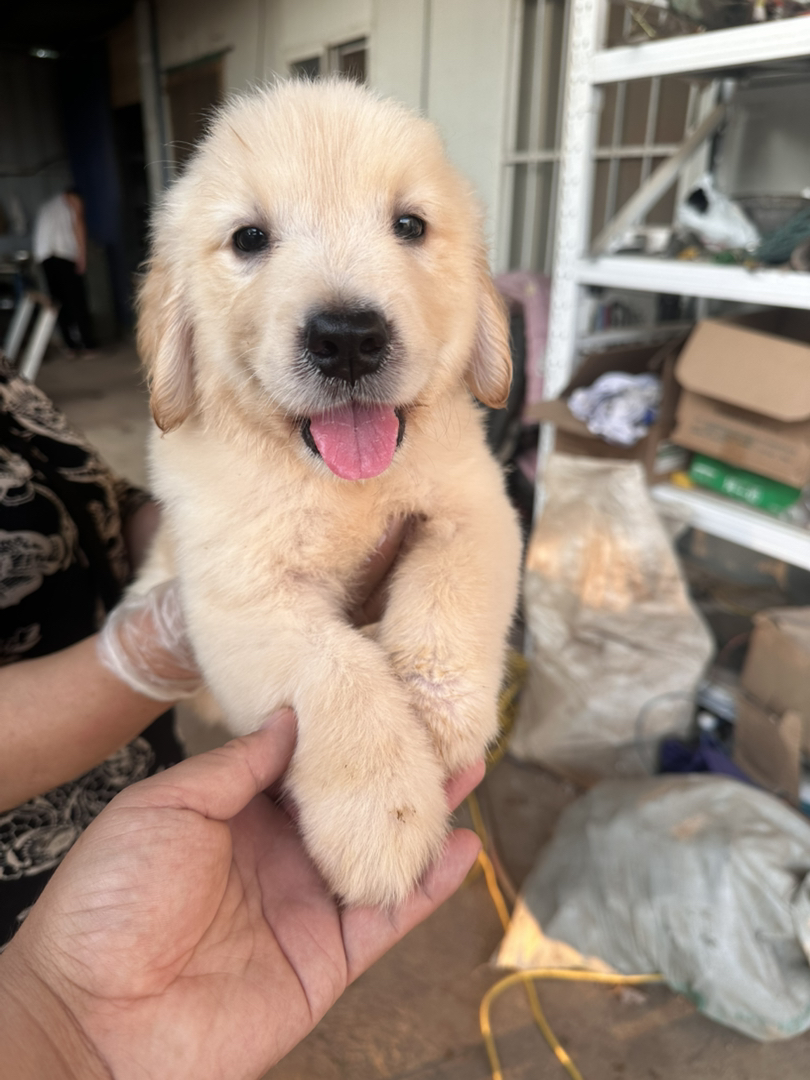 金毛幼犬，可爱活泼，性格温顺，适合家庭养殖