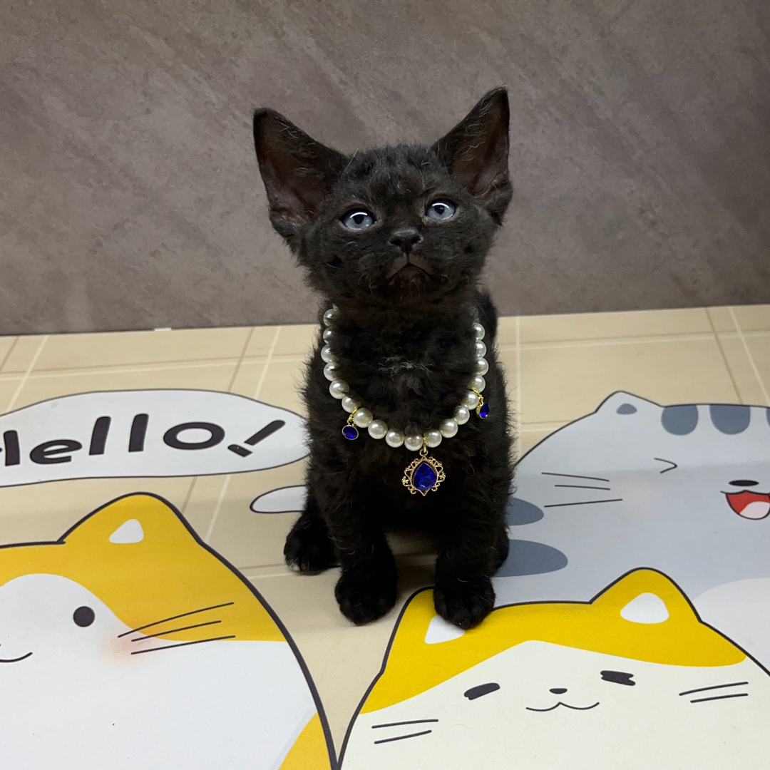白色德文卷毛猫，蓝眼可爱，佩戴珍珠项链尽显优雅