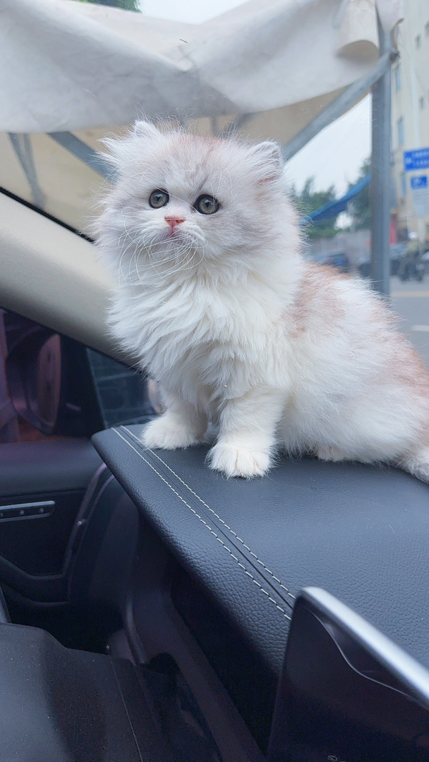 英国长毛猫