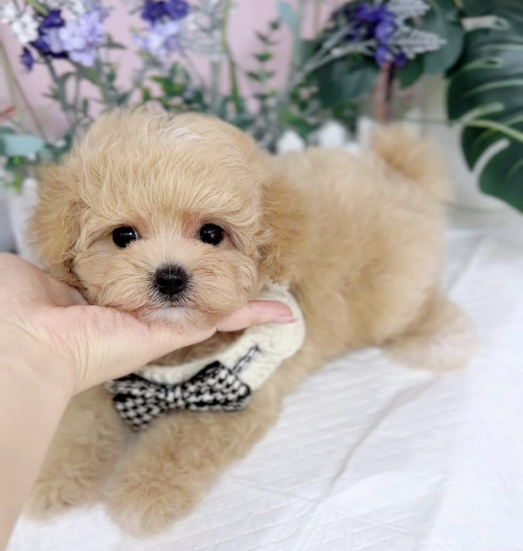 香槟色泰迪熊❤️终身售后