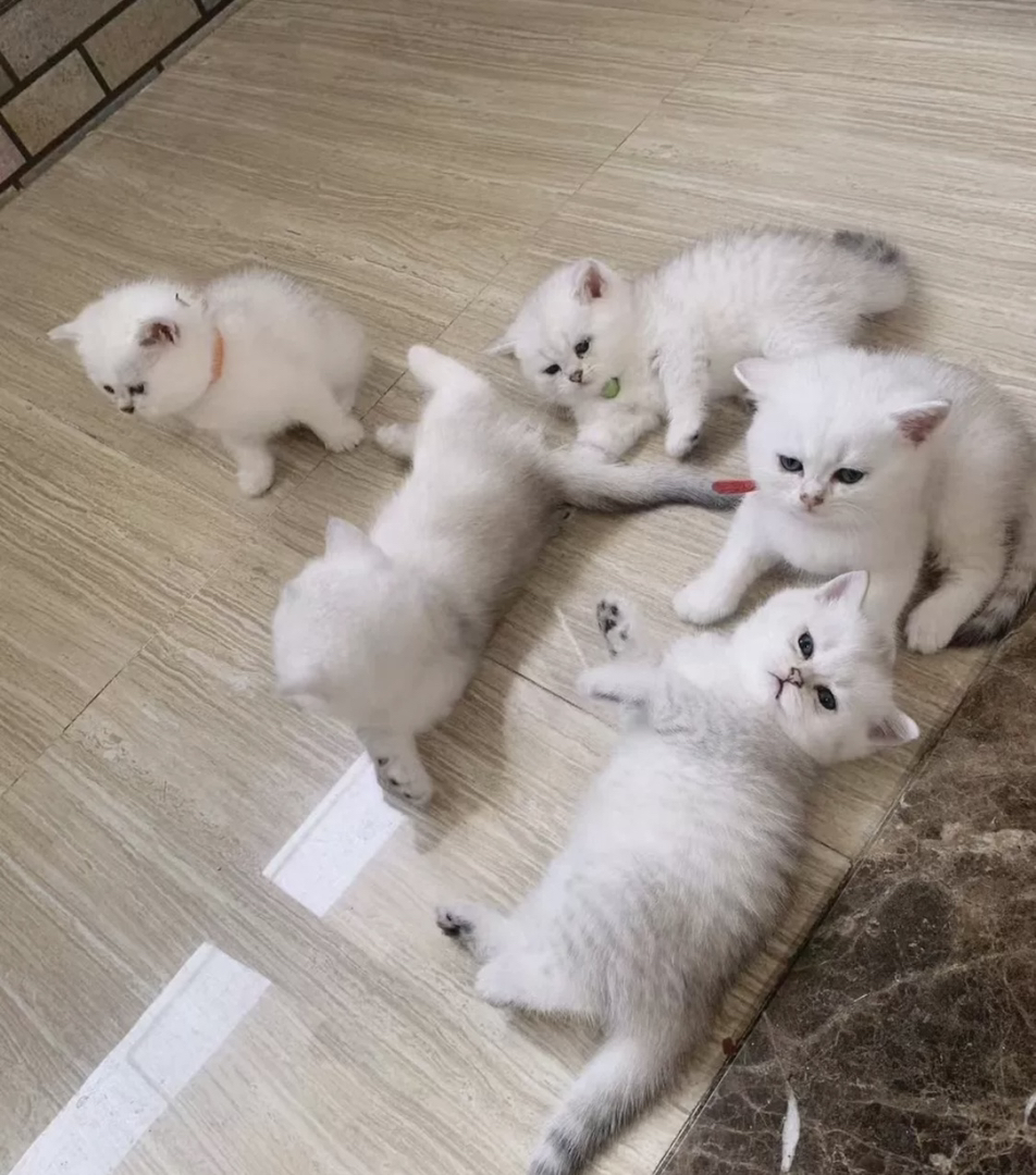 银渐层已打疫苗驱虫保障终身售后。金渐层布偶银渐层金吉拉暹罗蓝猫银点暹罗猫
