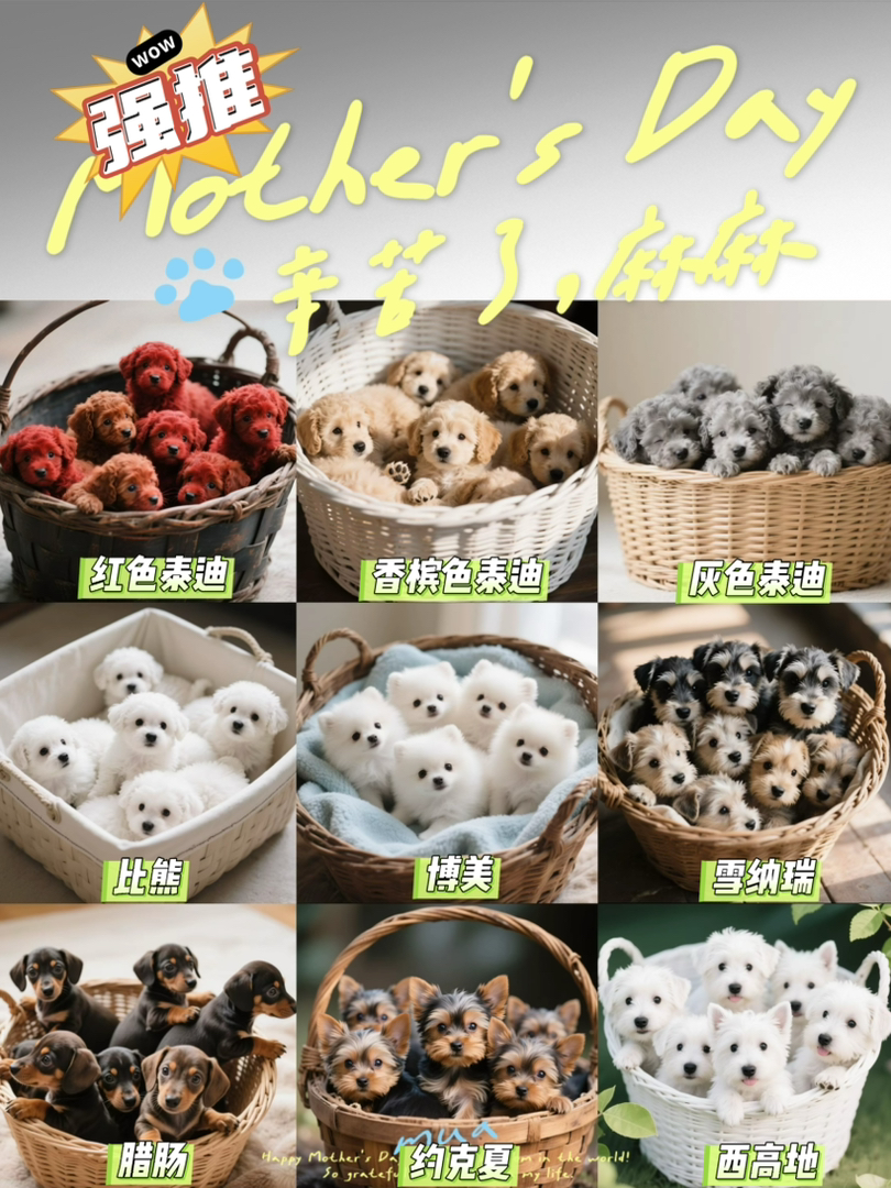广州酷萌犬舍 品相齐全 签订合同 保养成年