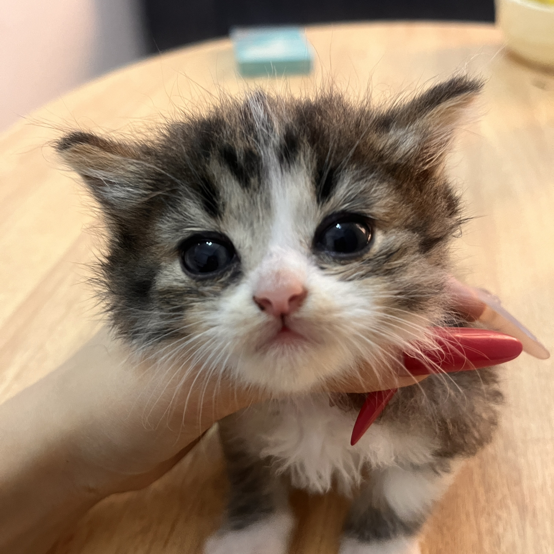 缅因猫幼崽，毛发浓密蓬松，大眼萌态尽显高贵优雅
