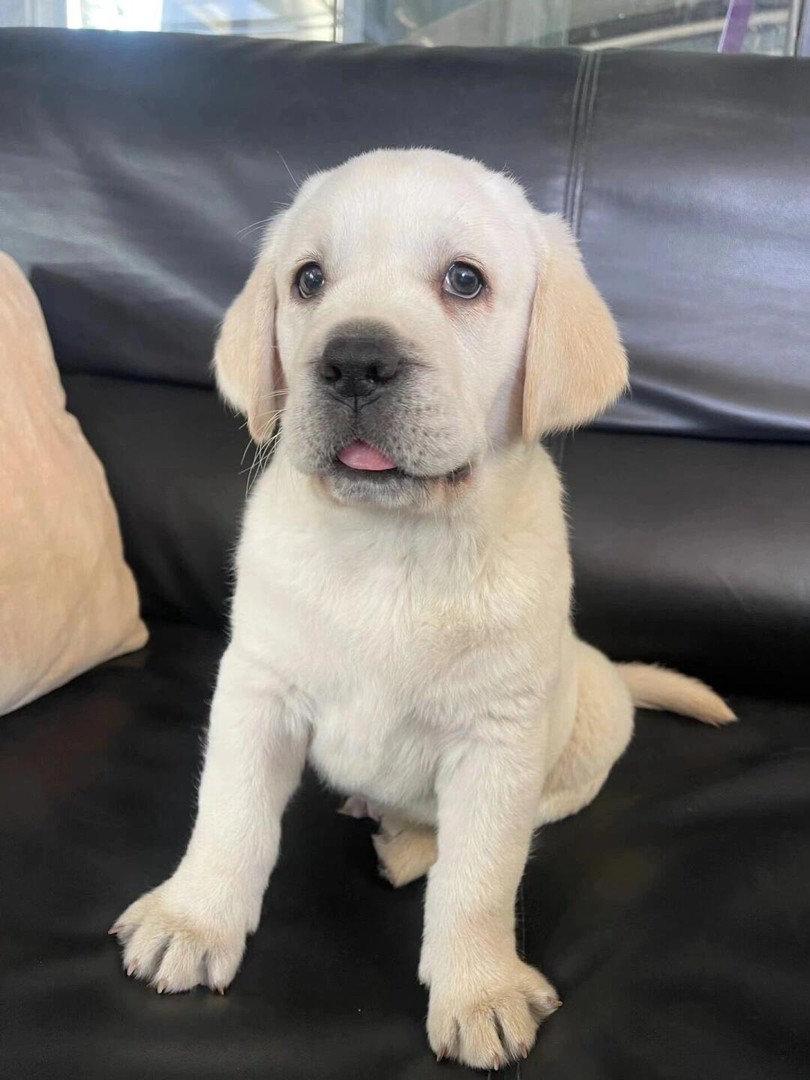 拉布拉多幼犬,乖巧温顺,聪明可爱,理想的家庭伴侣