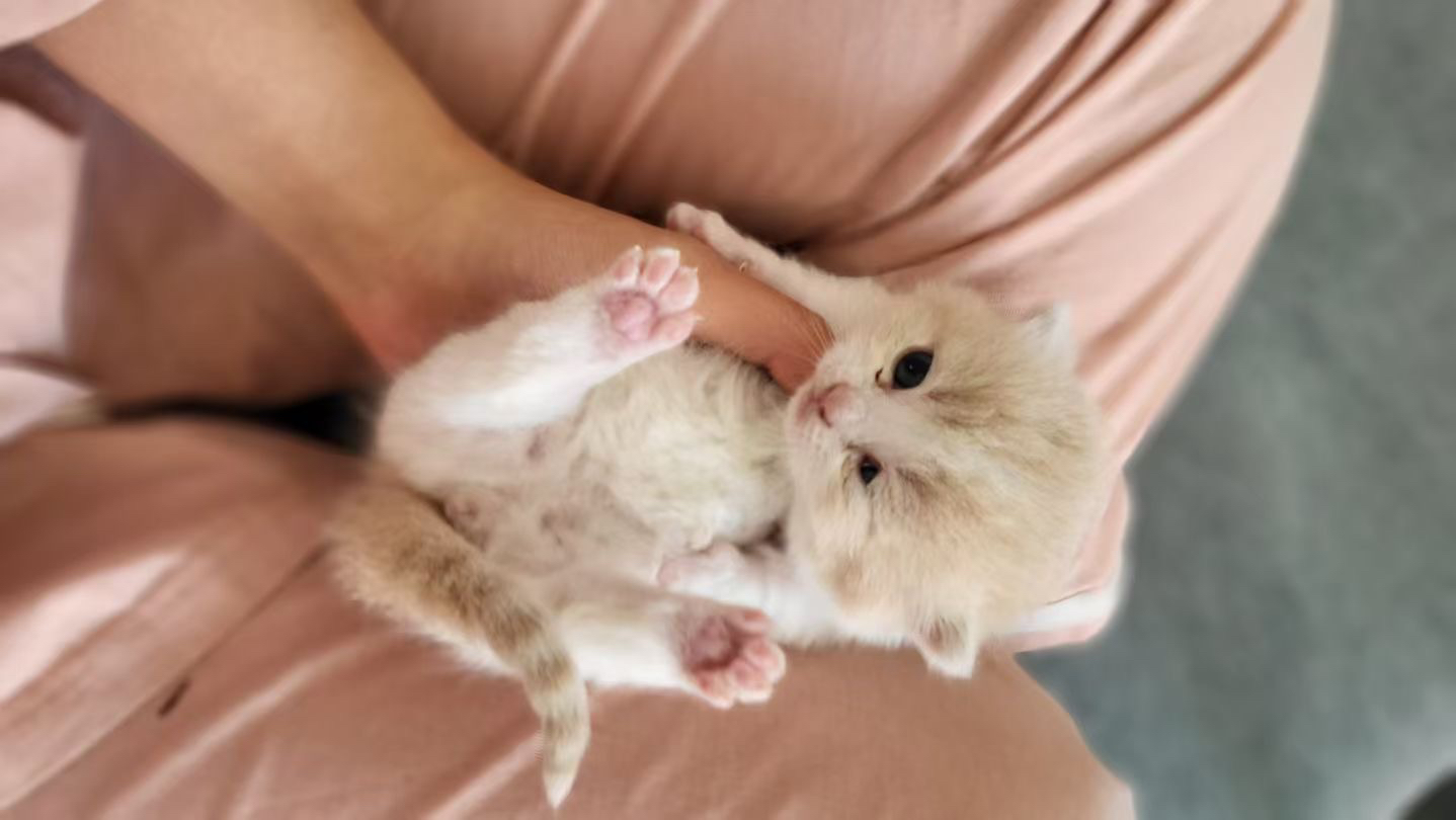 可爱曼基康矮脚猫，短腿萌态十足，温顺亲人超治愈
