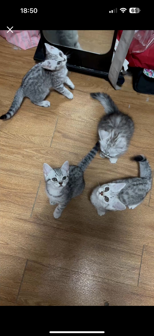 美国短毛猫，经典虎斑纹，乖巧可爱，绝佳的宠物伴侣