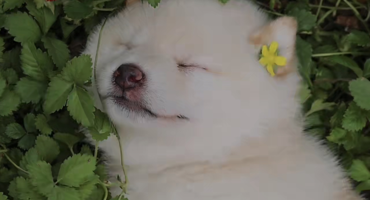 日本柴犬❤️小体豆柴
