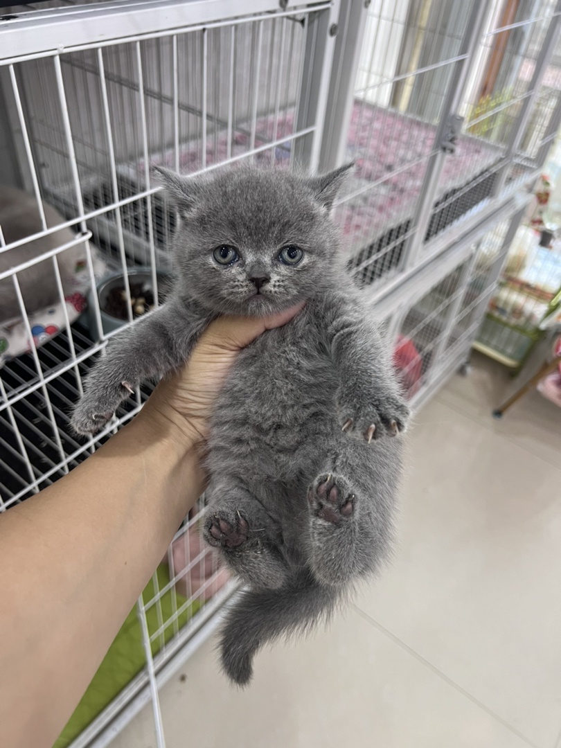 英国短毛猫幼崽,灰毛圆眼超可爱,温顺乖巧萌翻天