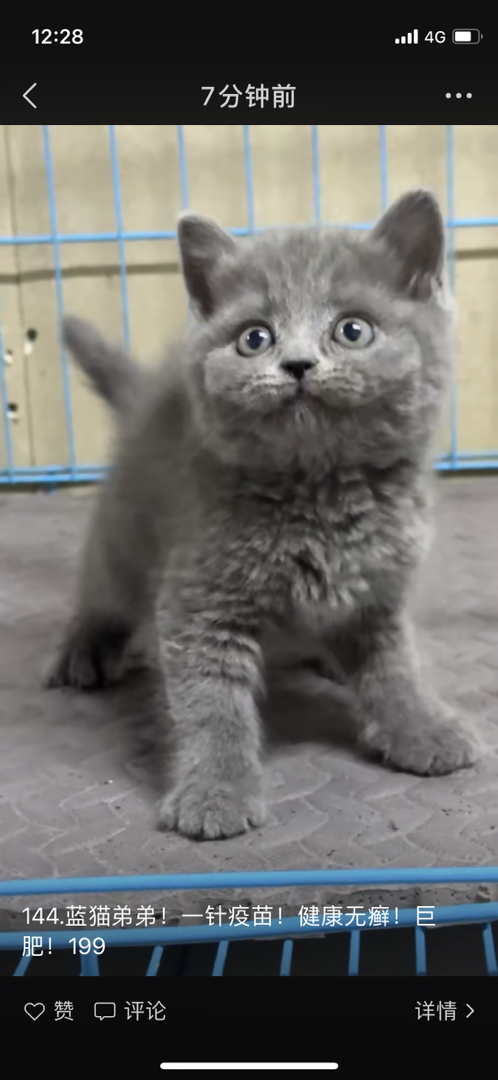 蓝猫包售后有猫瘟腹水健康问题可以退款
