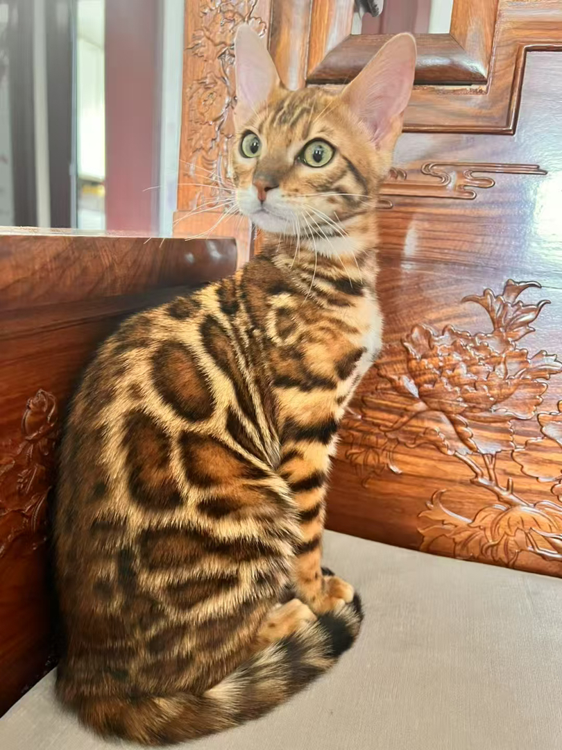 豹猫,独特豹纹外观,身姿矫健,个性独立的魅力宠物