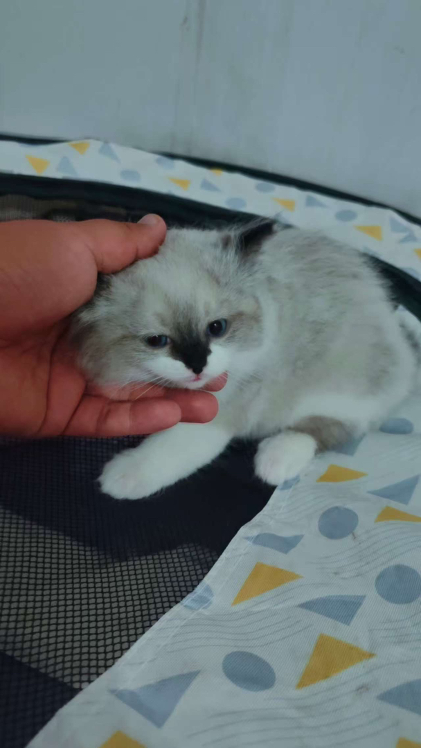 出售布偶猫【品种】布偶猫，【猫龄】两个月【特点】活泼、爱动、温柔、甜美。