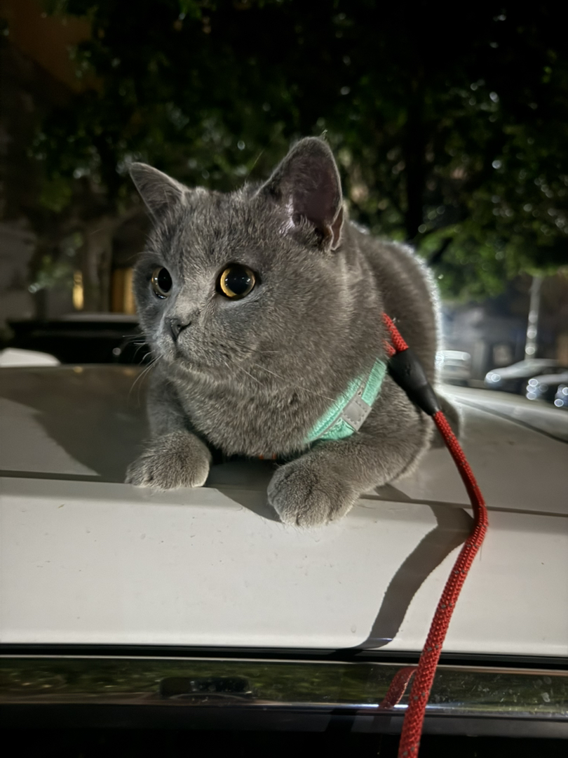 自家纯种蓝猫出售、疫苗已打、已经绝育、