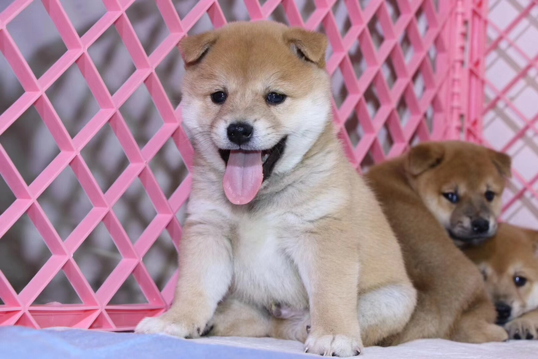 柴犬幼犬，呆萌可爱，毛色暖棕，治愈系小天使
