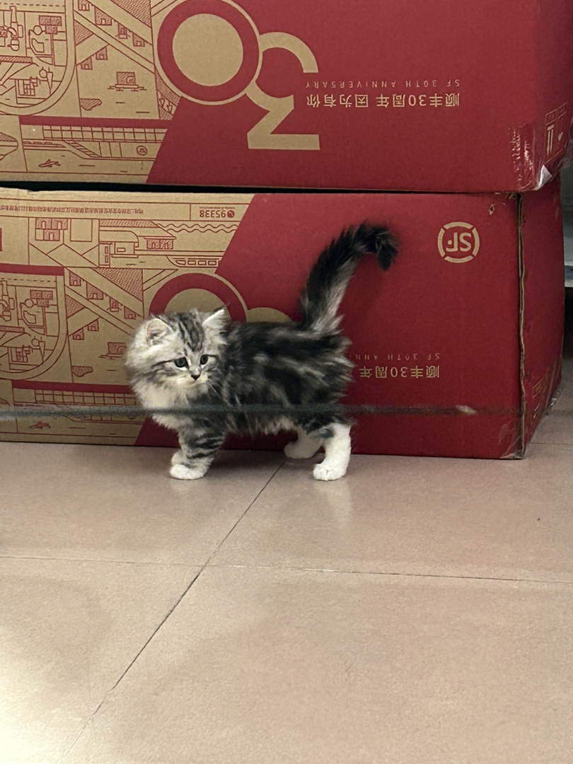850一只，缅英和布偶生的仔