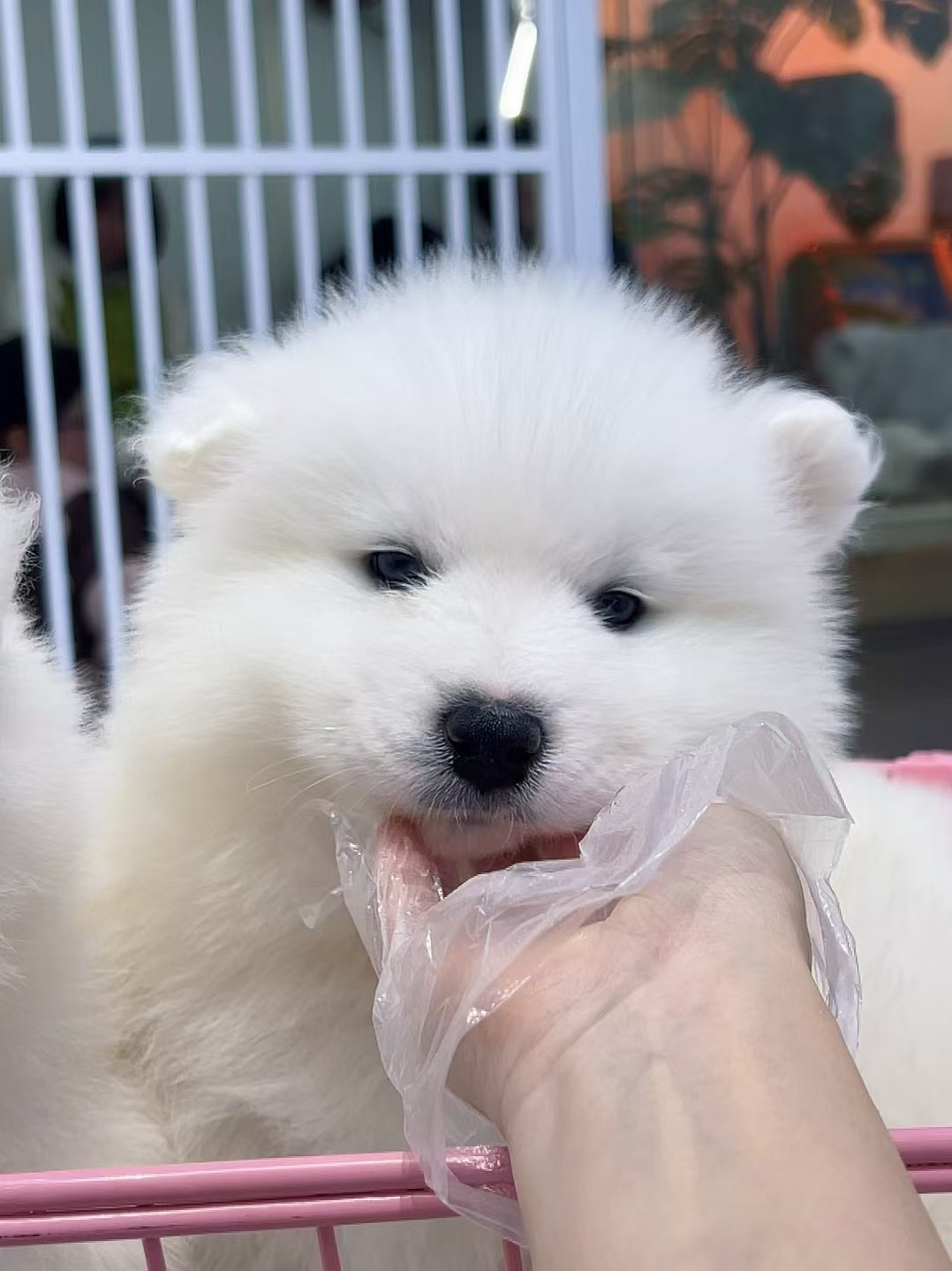 萨摩耶幼犬,雪白蓬松萌翻天,温顺可爱好陪伴
