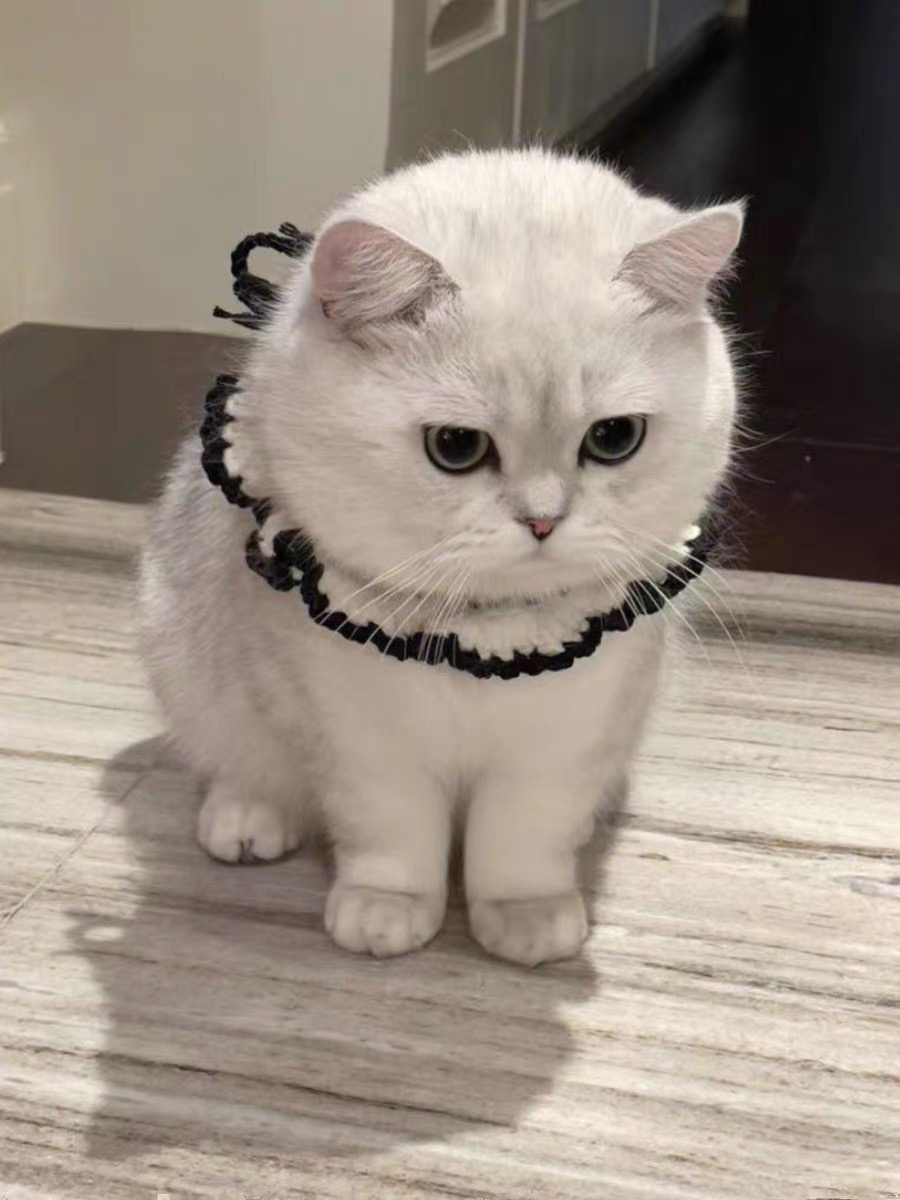 银渐层猫咪,圆眼胖脸超可爱,温顺亲人惹人爱