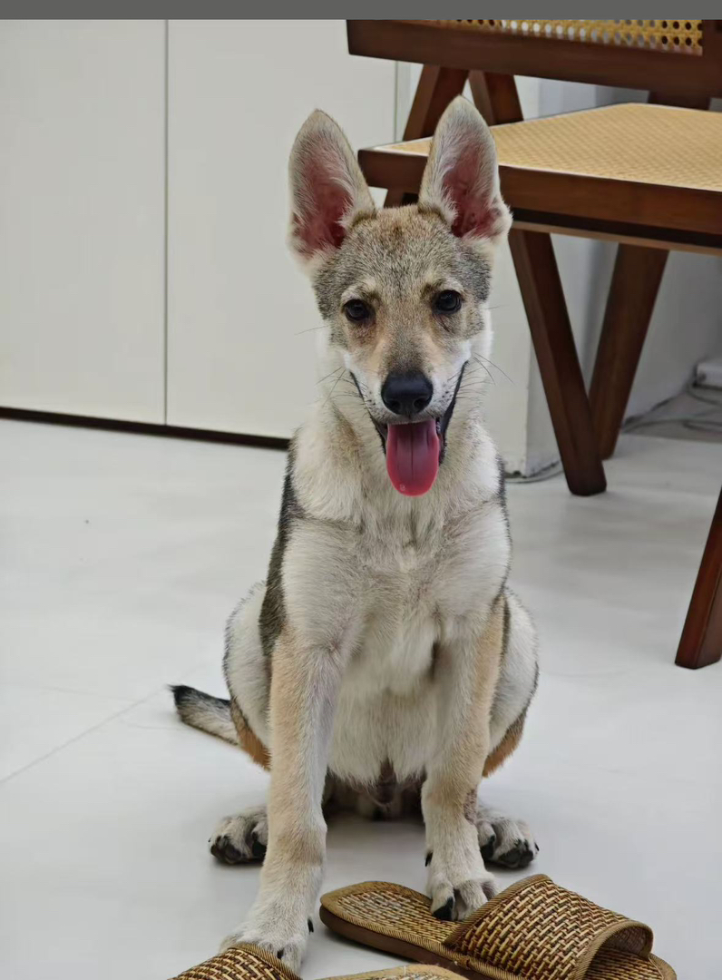 双血统捷克狼幼犬