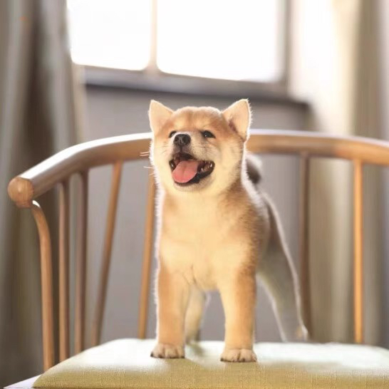 ❤平台推荐商家❤双血统纯种日本柴犬