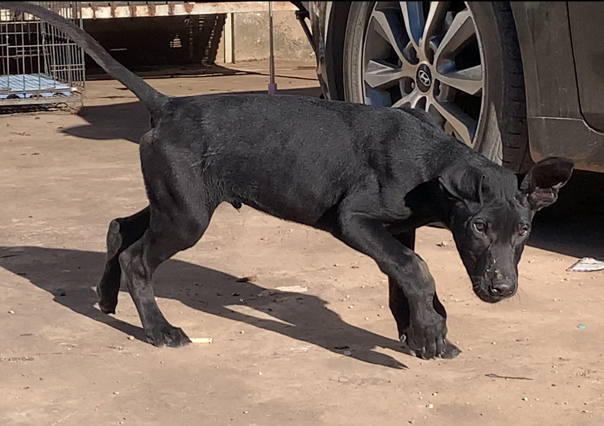 黑狼犬，老版黑狼犬。贴身纯黑发亮皮毛，自然立耳，动力好智商高