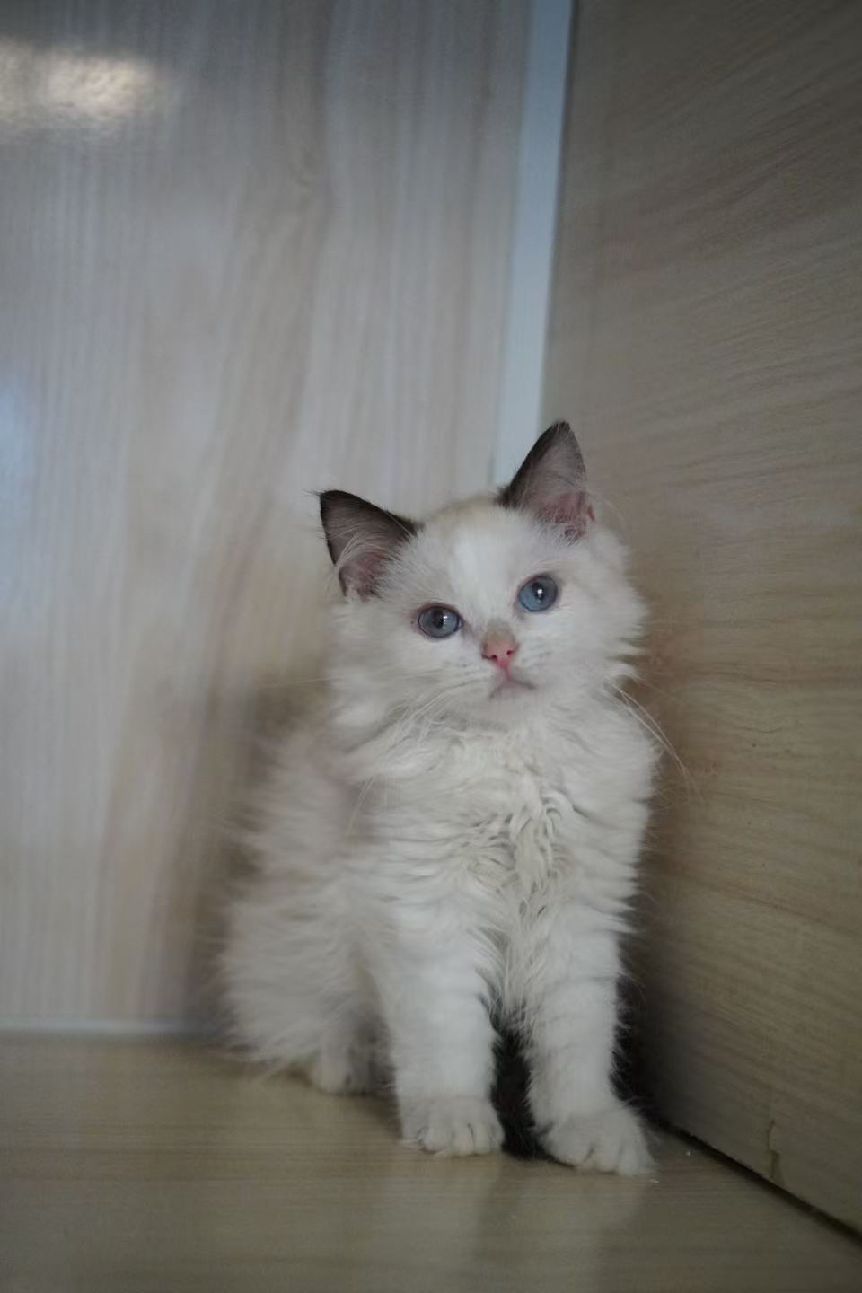 布偶猫(仙女猫),蓝眼甜美,毛发蓬松,温顺粘人,理想陪伴伴侣