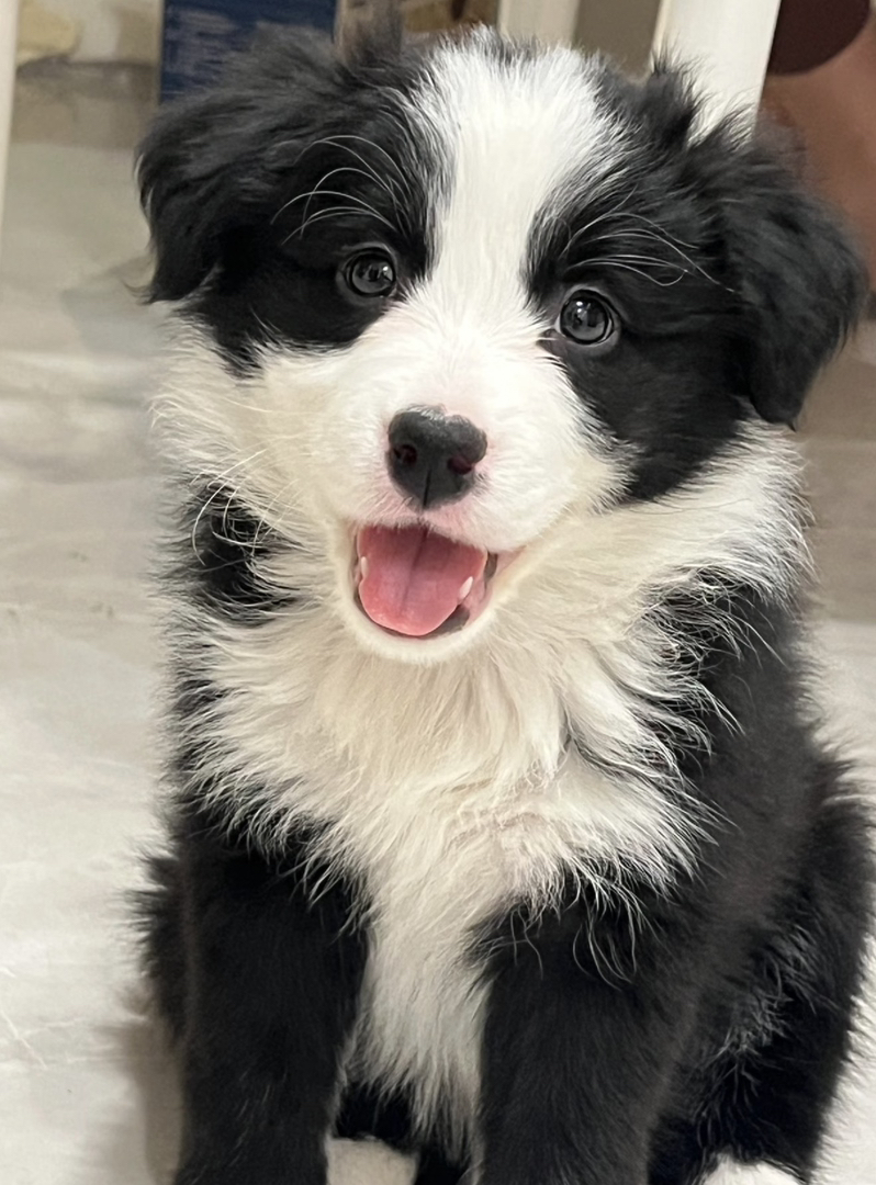 双血统带证书芯片❤️边境牧羊犬