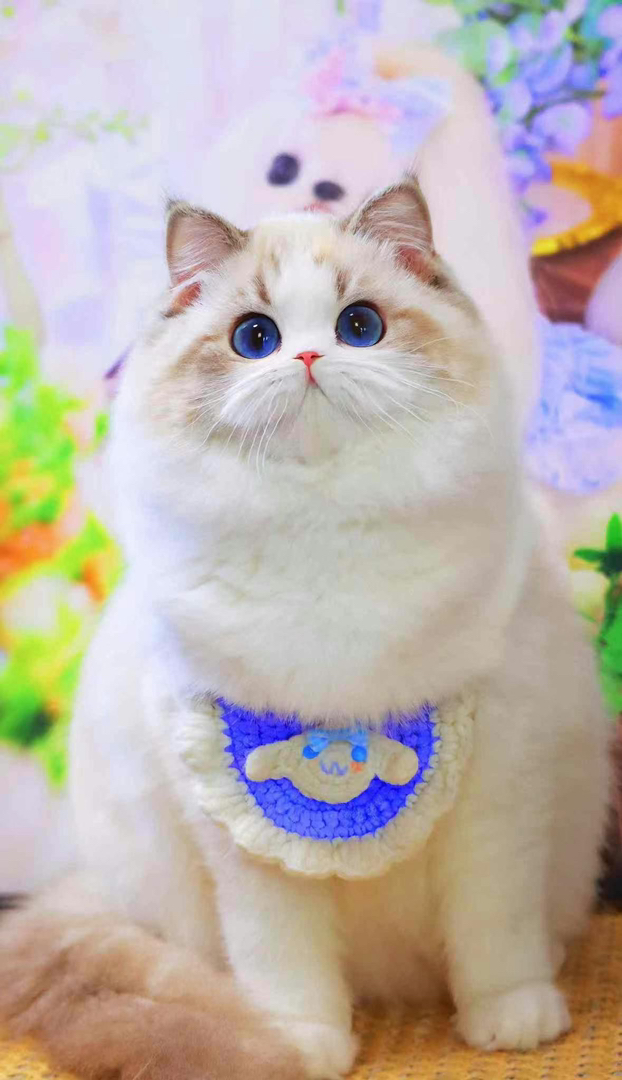 高端布偶猫❤平台推荐