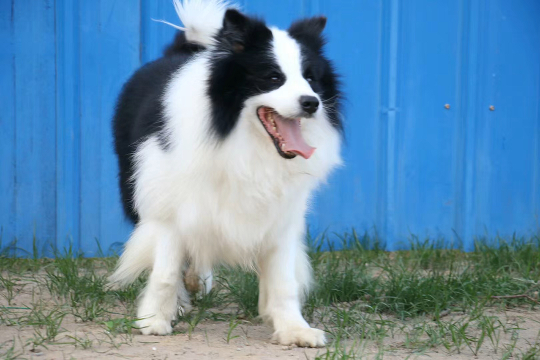 双血统带证书芯片❤️赛级边境牧羊犬