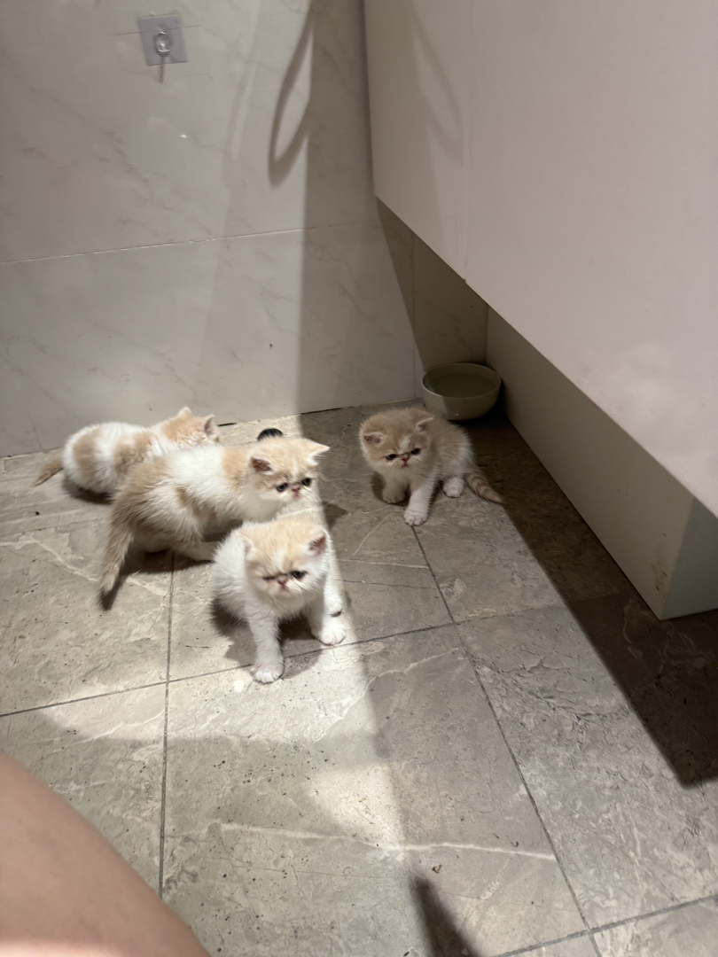 加菲猫超级能吃包一针疫苗无藓健康包7天猫瘟传腹