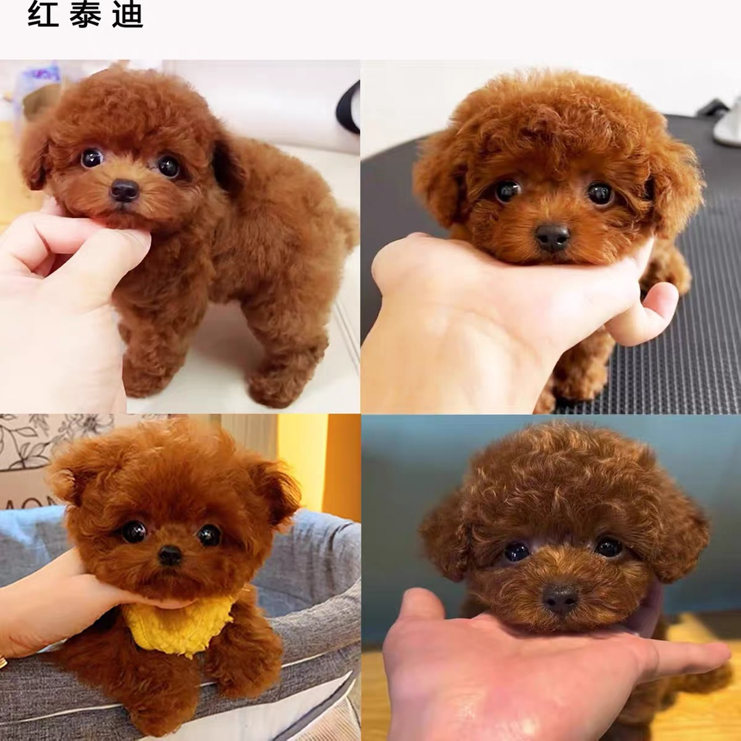 泰迪熊大全❤️灰泰迪,香槟色泰迪,红泰迪,白泰迪